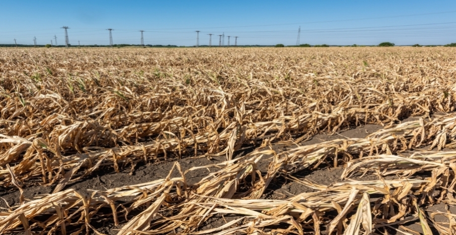 Clima já faz Brasil perder 11 milhões de toneladas de grãos