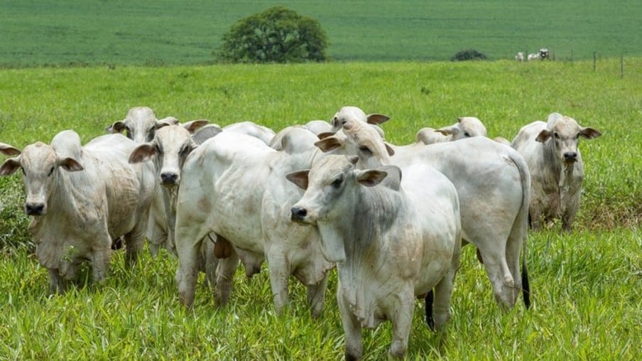 Preços da arroba do boi continuam caindo no Brasil