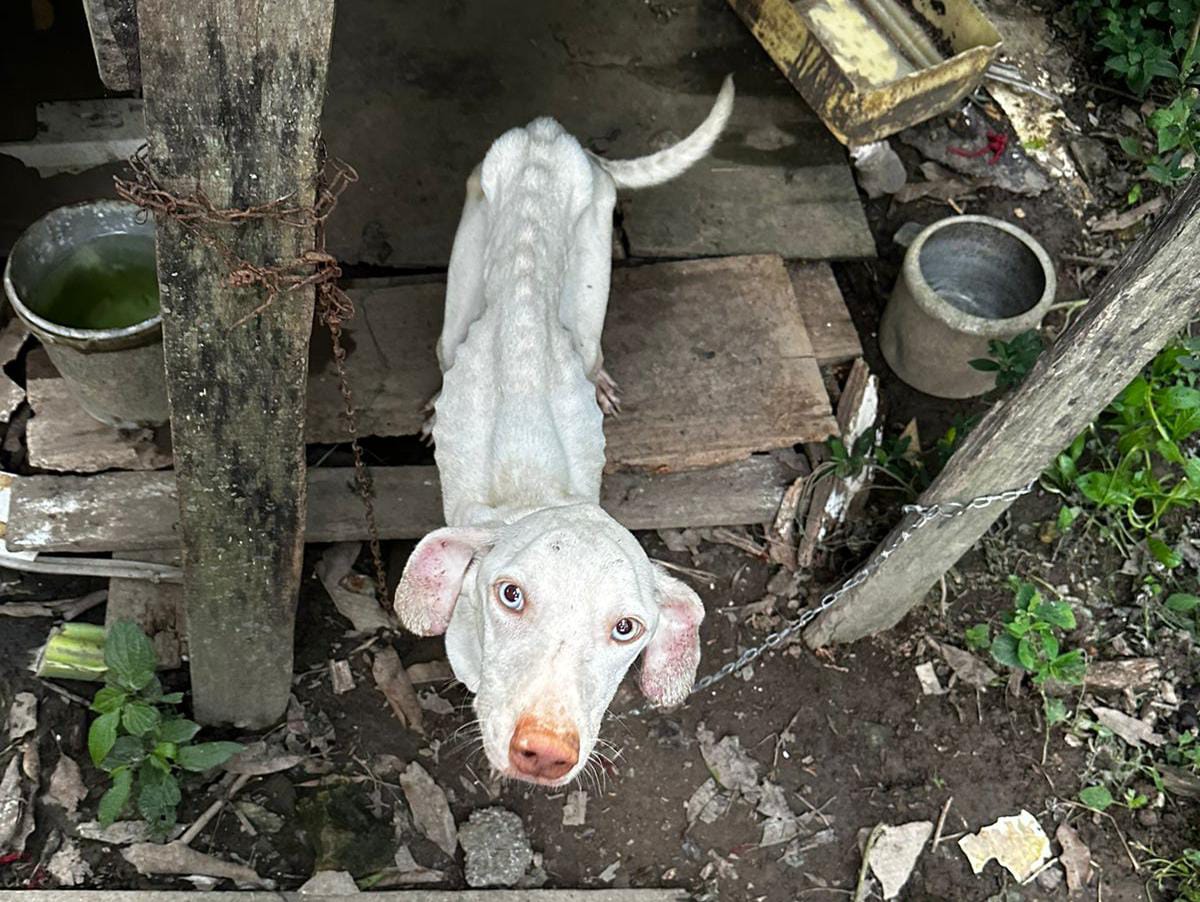 Quatro cães são encontrados em estado deplorável em Taió; veja as fotos