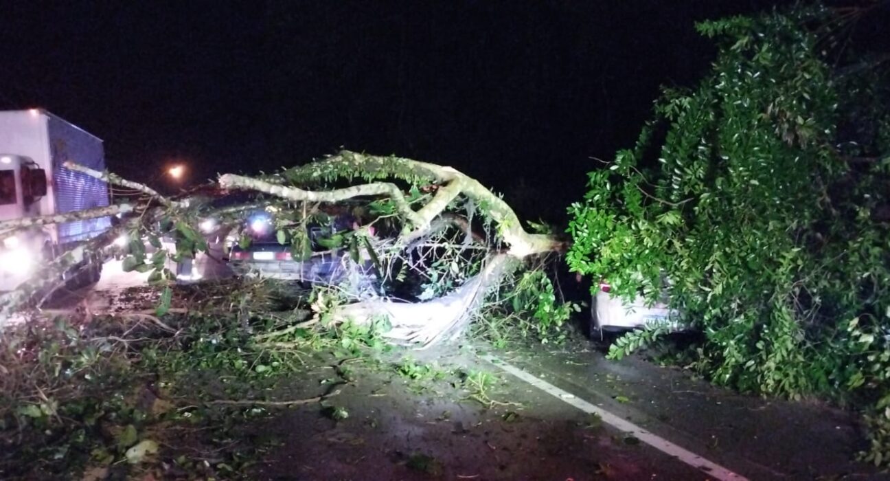 Durante temporal, árvores caem sobre carros na BR-470, em Apiúna