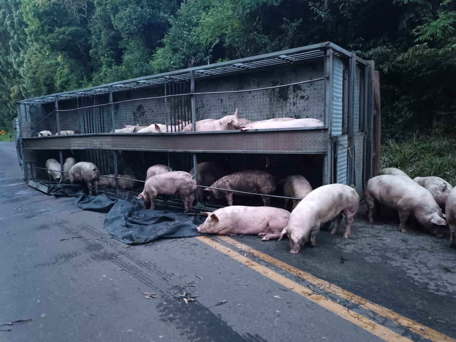 Caminhão que transportava suínos tomba em SC