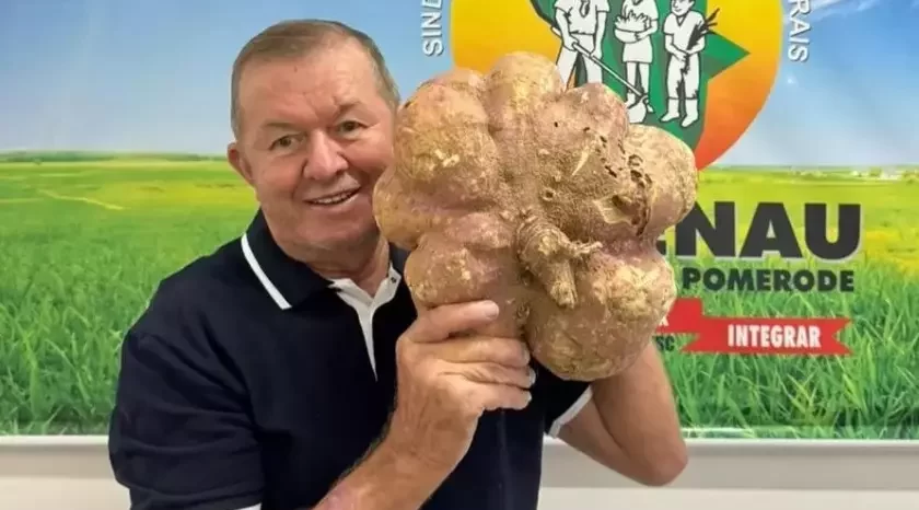 Agricultor do Vale do Itajaí colhe batata doce gigante