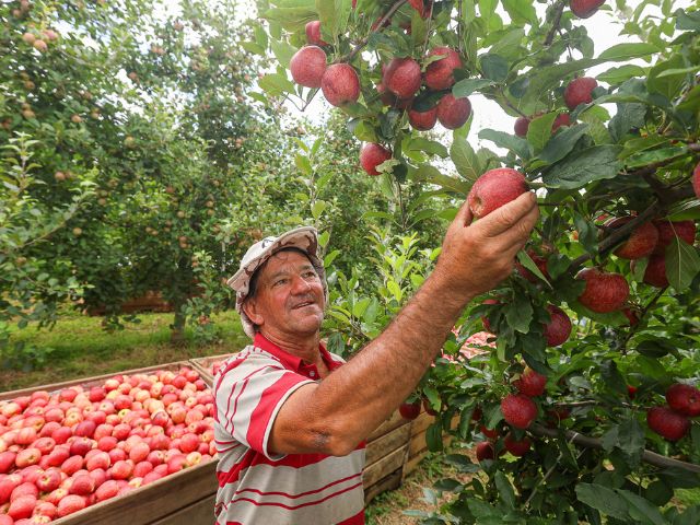 SC dá início à safra nacional da maçã com expectativa de colher cerca de 500 mil toneladas da fruta