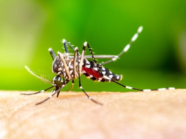 Vinagre como repelente para o mosquito da dengue? Cuidado, entenda porque é perigoso