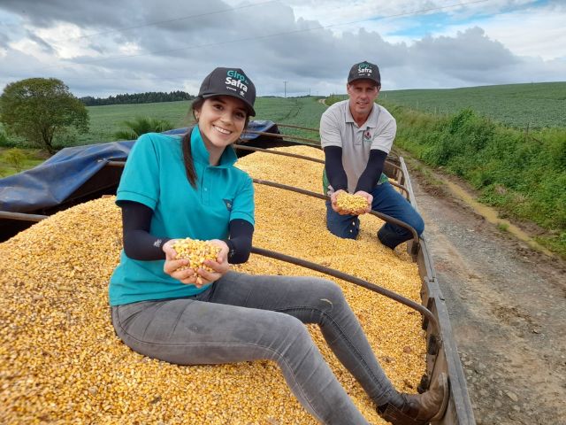 Giro da Safra apresenta dados atualizados sobre as lavouras de milho no Planalto Norte de SC nesta quinta, 22