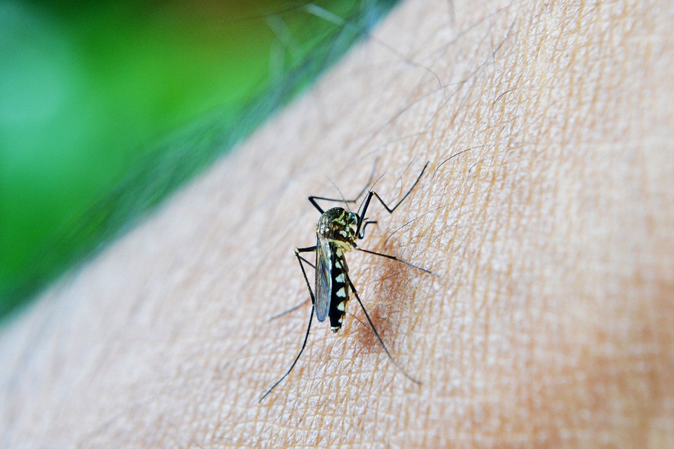 Brasil ultrapassa meio milhão de possíveis casos de dengue