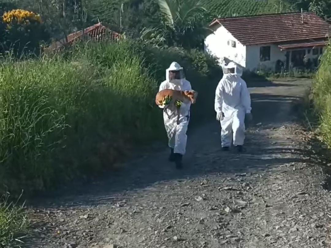 Bombeiros salvam cão que estava sendo atacado por abelhas em Pouso Redondo