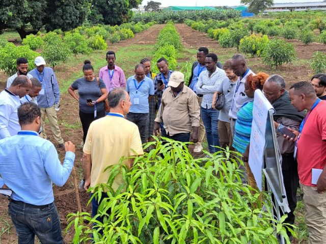 Epagri capacita técnicos da Etiópia para produção sustentável de hortaliças