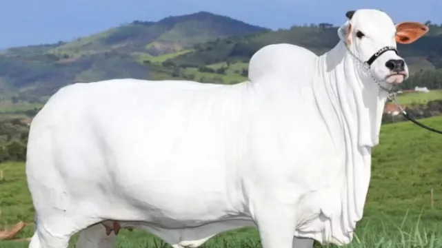 Vaca mais cara do mundo é do Brasil e está avaliada em R$ 21 milhões