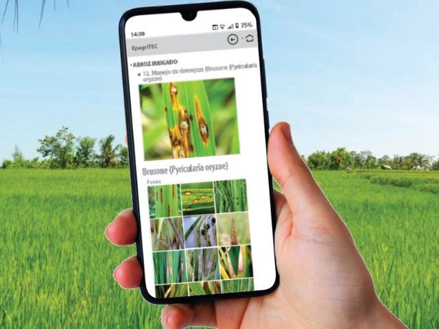 Plataforma da Epagri disponibiliza informações técnicas sobre arroz irrigado