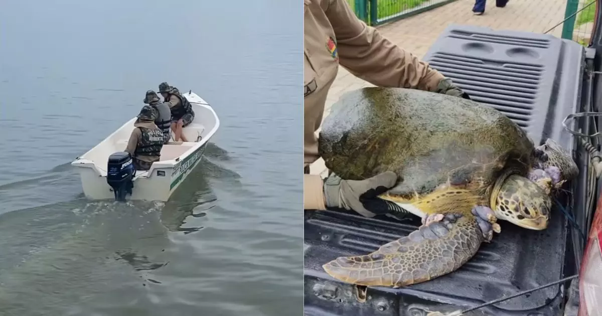 Polícia Ambiental resgata tartaruga de quase 20kg presa em rede no litoral de SC