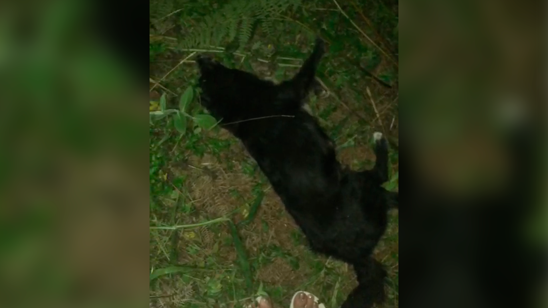 Morador espanca cachorros até a morte e deixa cadela em estado grave, em Taió
