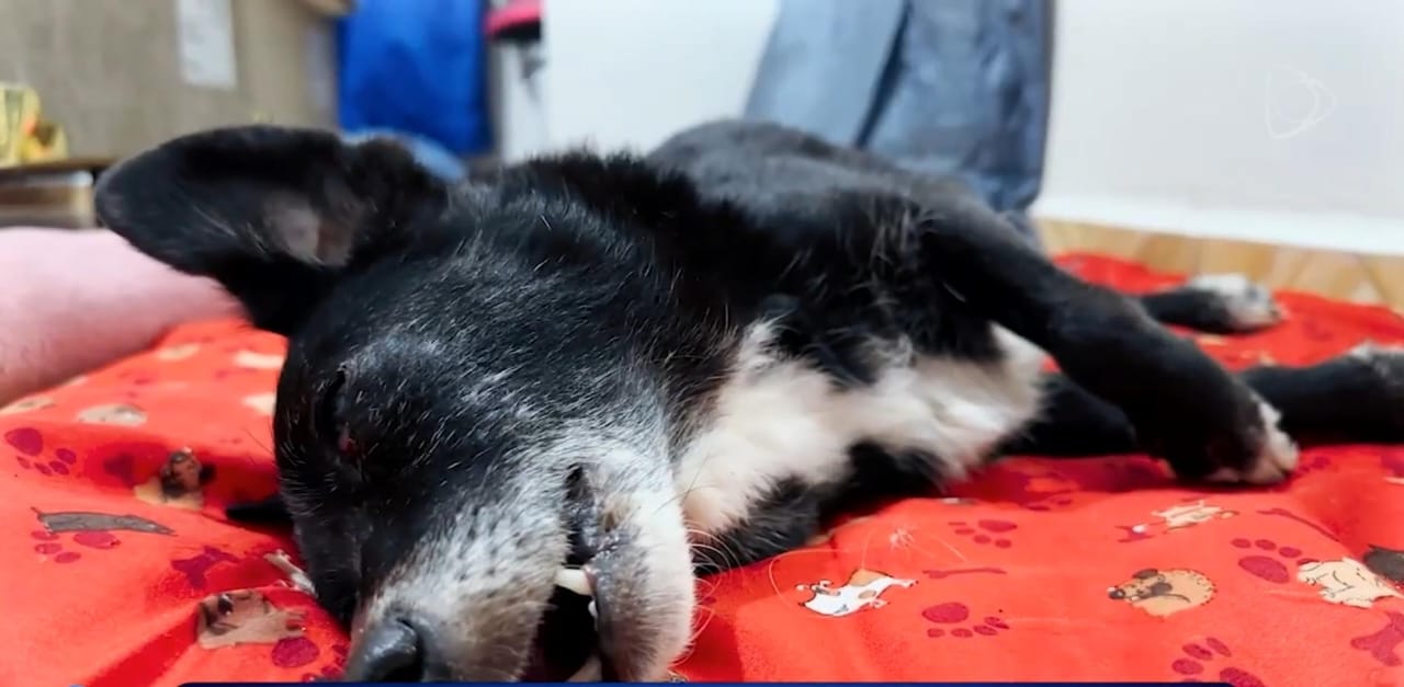Morre cadela que foi brutalmente espancada em Taió