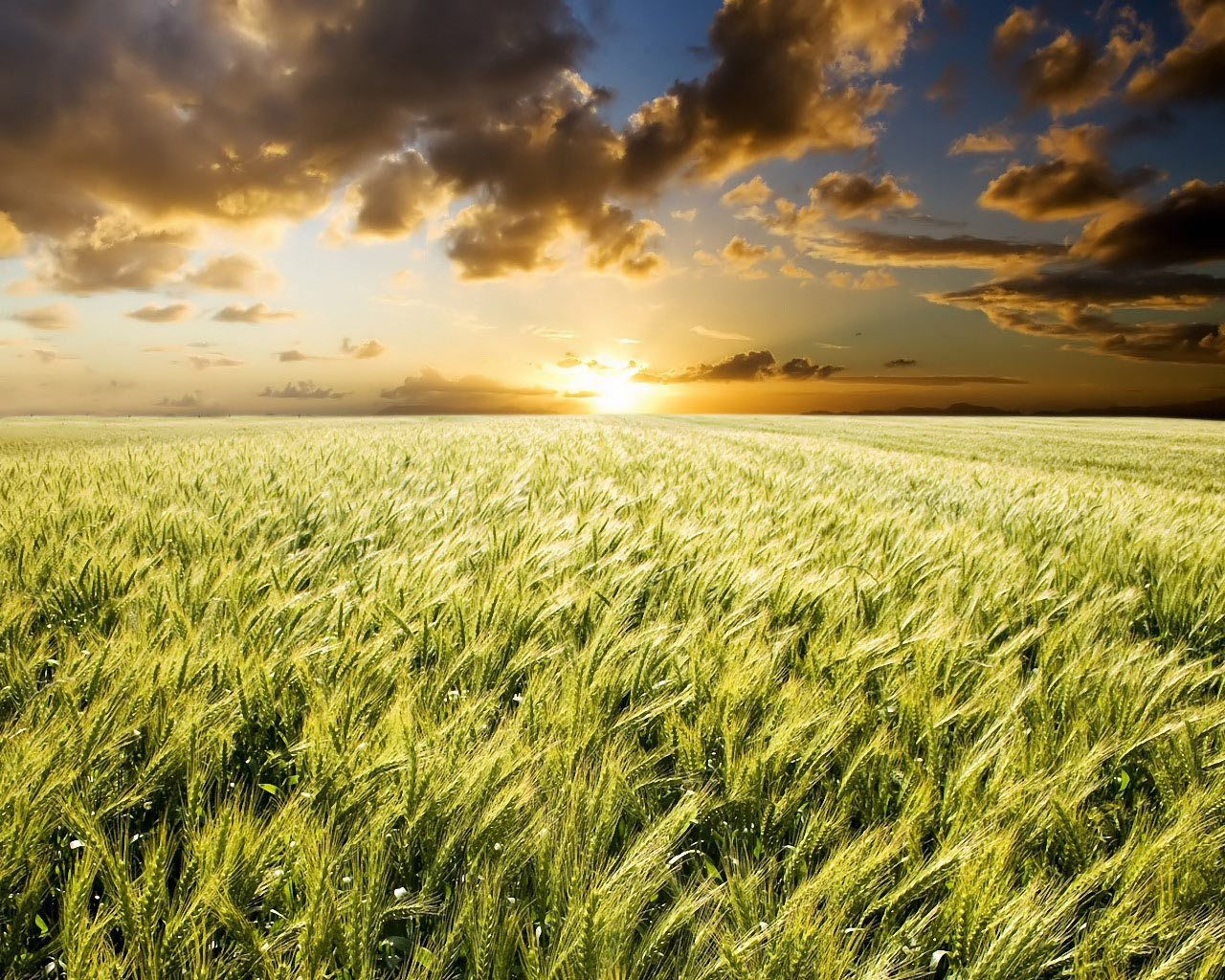 Cravil incentiva plantio de trigo para preparo de solo