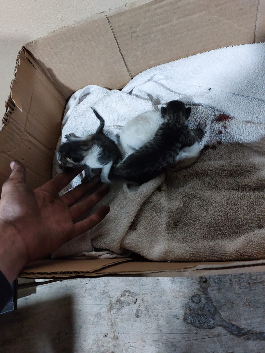 Corpo de Bombeiros faz resgate de dois gatos presos em churrasqueira em Salete