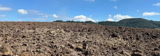 Ituporanga inicia plantio de cebola: agricultores devem ficar atentos à previsões do tempo