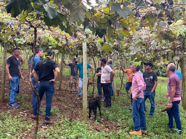 Epagri promove curso para aperfeiçoar a produção de uva no Oeste Catarinense