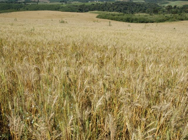 Governo de SC deve investir R$3,2 milhões para incentivar cultivo de cereais de inverno em 2024