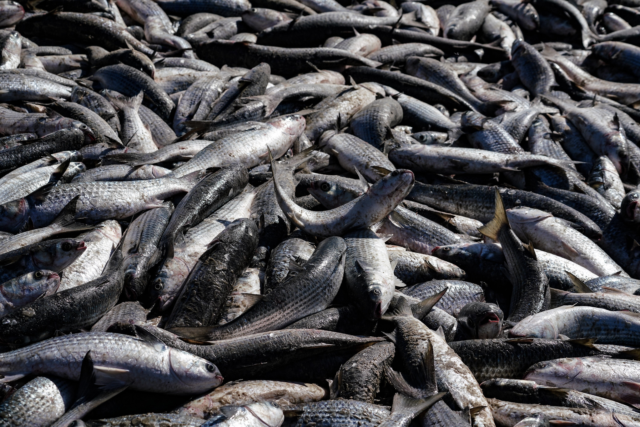 Pescadores artesanais capturam mais de 780 mil tainhas na modalidade arrasto de praia e superam a safra de 2023