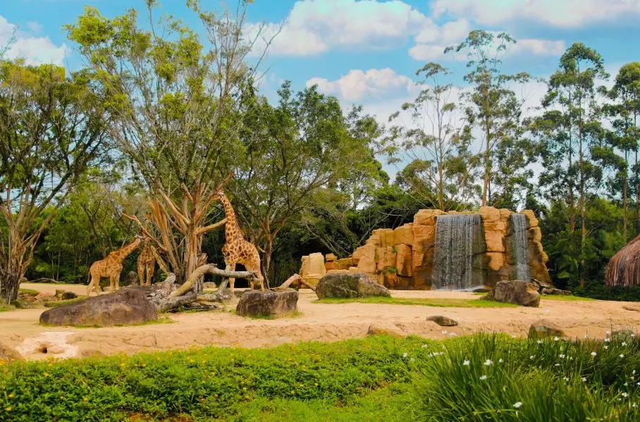 Beto Carrero World anuncia o encerramento do zoo após 32 anos
