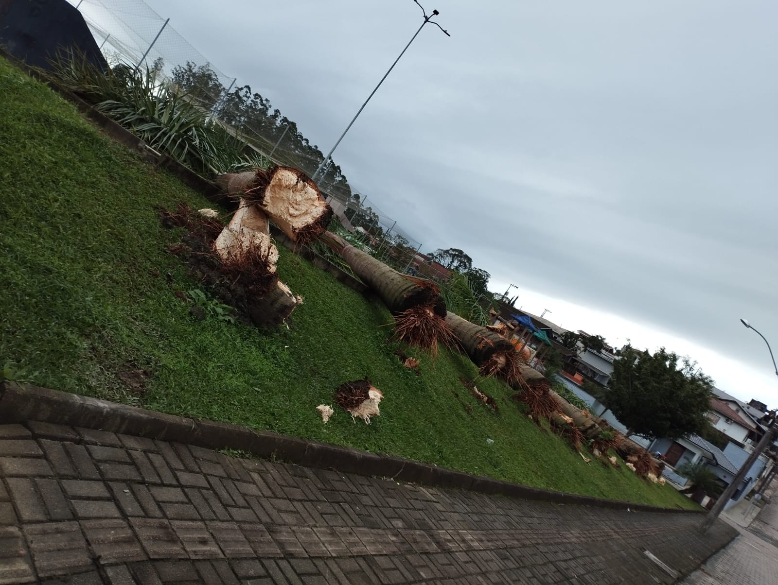 Entenda o motivo dos cortes das árvores na pista de skate, em Taió