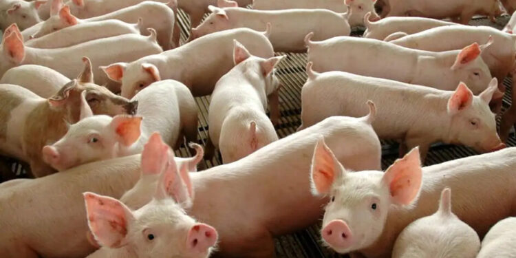 SC tem crescimento na exportação de carne suína em 2024 e segue na liderança do setor no país